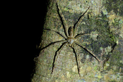 Heteropoda boiei