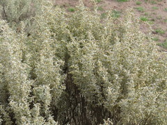 Atriplex lampa