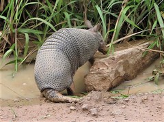 Seven-Banded Armadillo photo 3