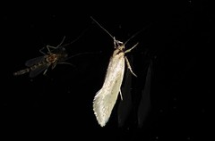 Tingena chloradelpha