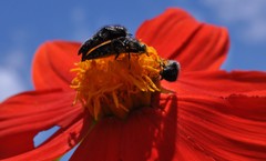 Acmaeodera mudgei