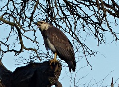 Buteogallus coronatus