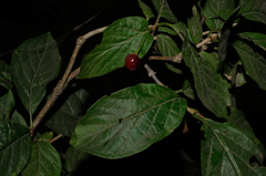Lonicera alpigena