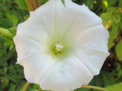 Calystegia sepium sepium
