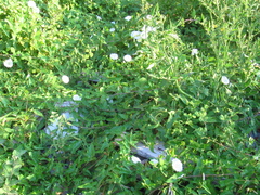 Calystegia sepium sepium
