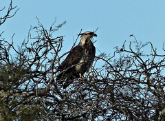 Buteogallus coronatus