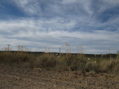 Austroderia richardii