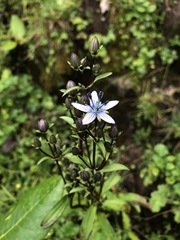 Lomatogonium carinthiacum