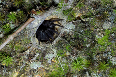 Liphistius malayanus