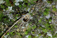 Liphistius malayanus