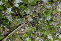 Liphistius malayanus