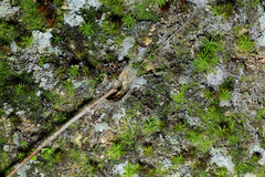 Liphistius malayanus