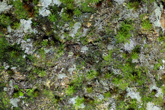 Liphistius malayanus