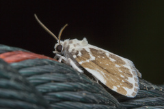 Pseudoadites frigida