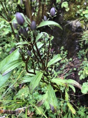Lomatogonium carinthiacum
