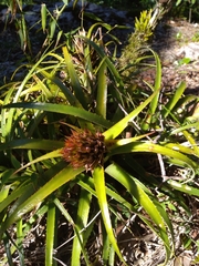 Aechmea recurvata
