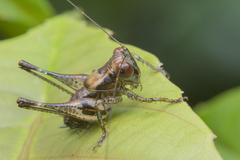Lipotactes maculatus
