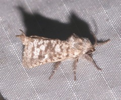 Givira francesca