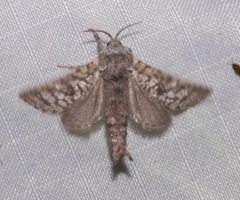 Givira francesca