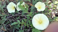 Convolvulus scammonia
