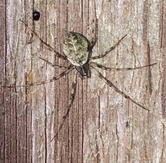 Drapetisca alteranda