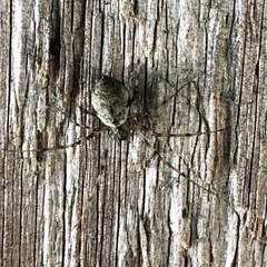 Drapetisca alteranda