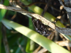 Tritoxa flexa