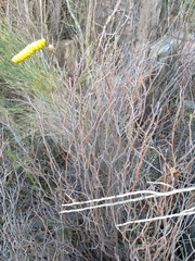 Prosopis strombulifera