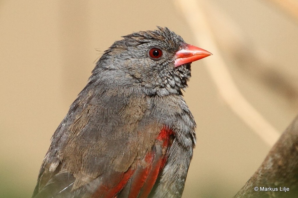 Red-billed Pytilia photo