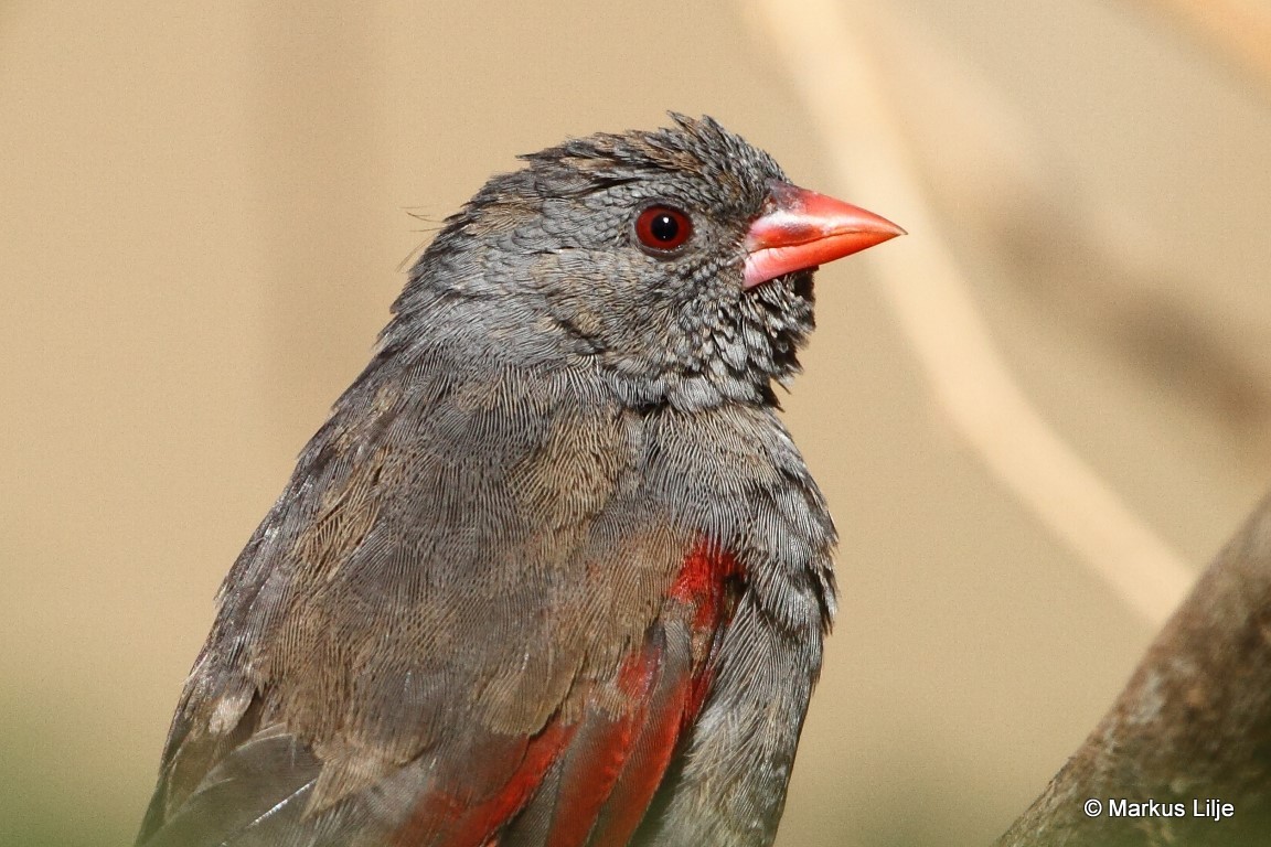 Red-billed Pytilia illustration
