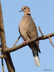 Streptopelia vinacea