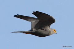 Falco ardosiaceus