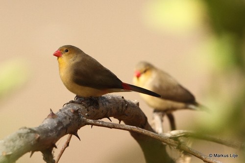 Fawn-breasted Waxbill