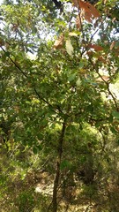 Quercus canariensis