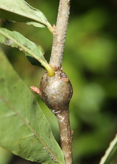 Zapatella quercusphellos