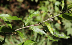 Zapatella quercusphellos