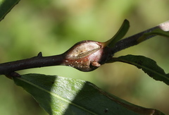 Zapatella quercusphellos