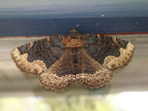 Horrid Zale Moth photo 3
