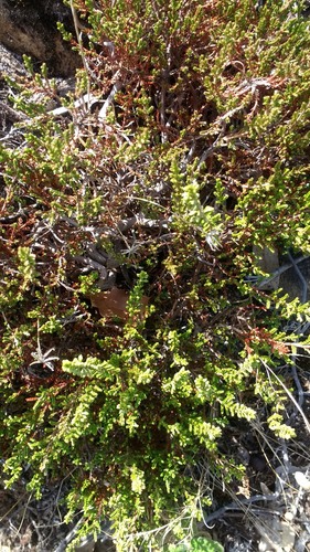 Avistamiento Calluna vulgaris