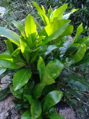 Myrsinoideae