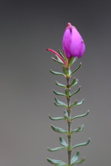 Tetratheca bauerifolia