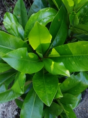 Myrsinoideae