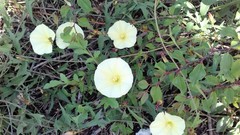 Convolvulus scammonia