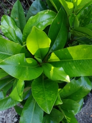 Myrsinoideae