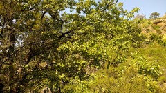 Quercus canariensis
