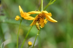 Ochraethes pollinosus