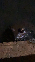 Leptodactylus labyrinthicus