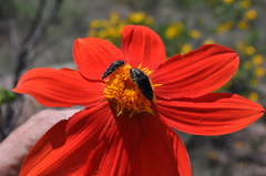 Acmaeodera mudgei