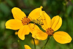 Ochraethes pollinosus