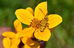 Ochraethes pollinosus